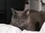 Blanding af racer Figi (Figaro) 