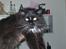 Maine Coon DK Samicoon Hungry lion