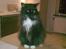Maine Coon DK Samicoon Hungry lion