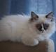 Ragdoll Odessa