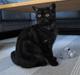British Shorthair Kjätta´s Feline aka Molly