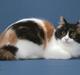 Japanese Bobtail YUKI-USAGI NADESHIKO 