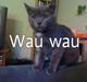Russian Blue Wau Wau