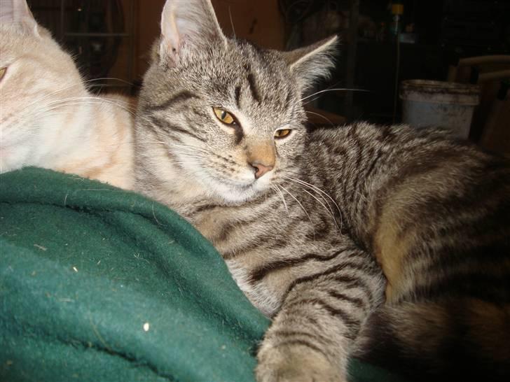 Blanding af racer Julle billede 1