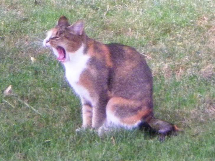 Huskat vivi - Brøøøøl Jeg kommer og æder dig !!! :) billede 3