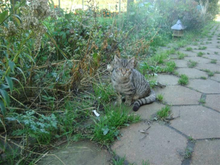 Blanding af racer Julle billede 2