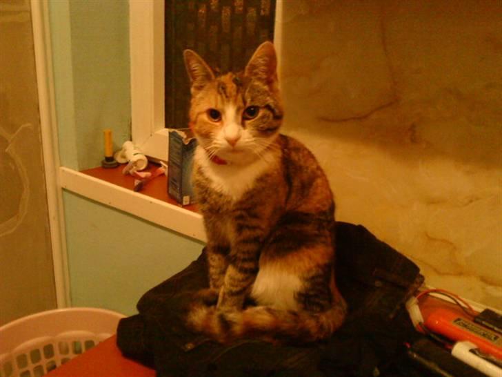 Blanding af racer Misser billede 1