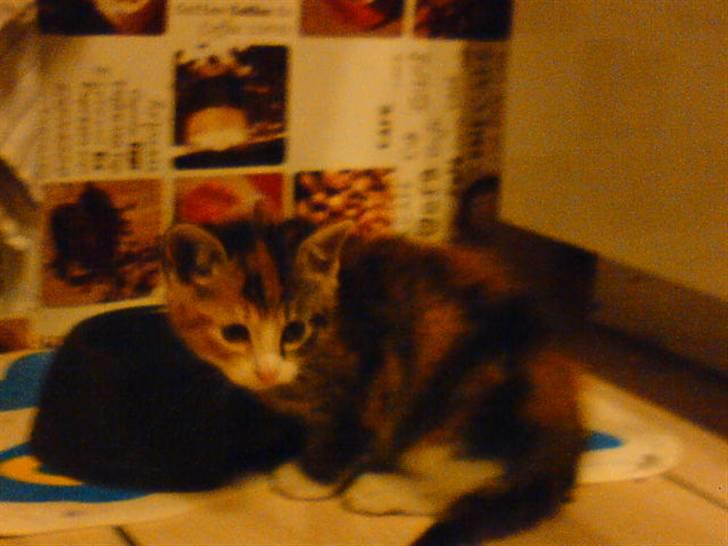 Blanding af racer Misser - Den dag vi tog hende med hjem:) billede 2