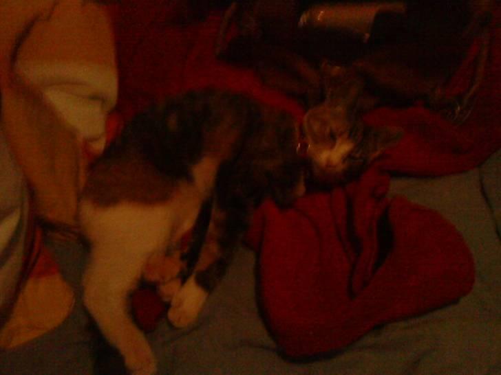 Blanding af racer Misser - Elsker at sove billede 4