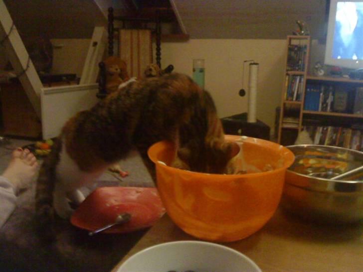 Blanding af racer Misser - spiser flødeskum billede 6