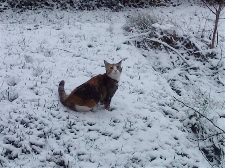 Blanding af racer Misser - Fanger snefnug billede 7