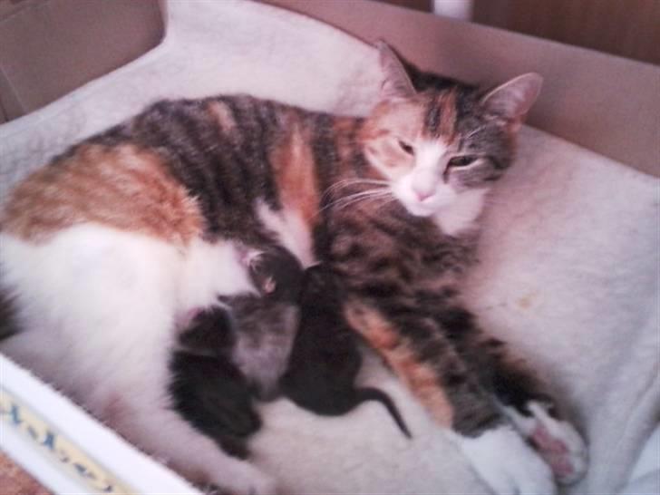 Blanding af racer Misser - Misser og hendes 4 små killinger billede 8