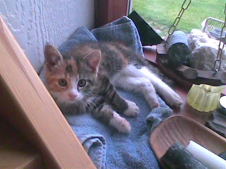 Blanding af racer Misser billede 9