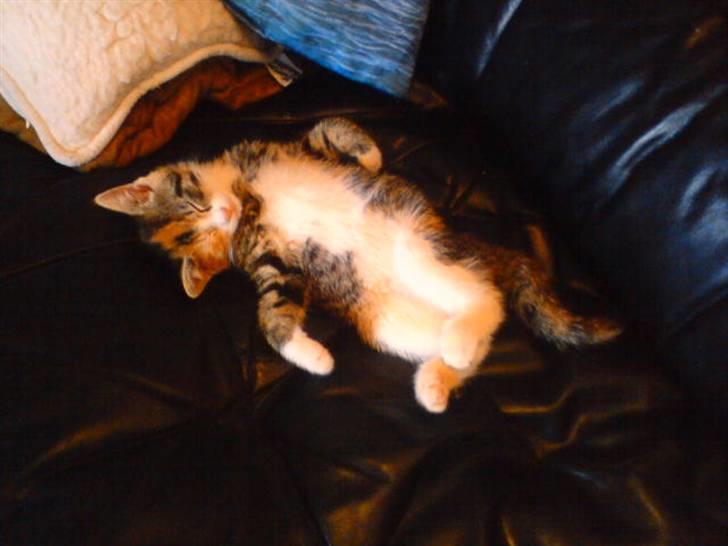 Blanding af racer Misser billede 10