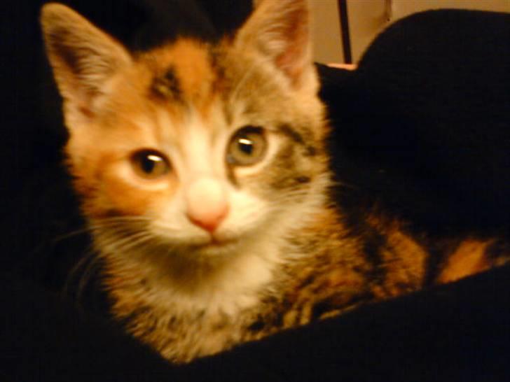 Blanding af racer Misser billede 11