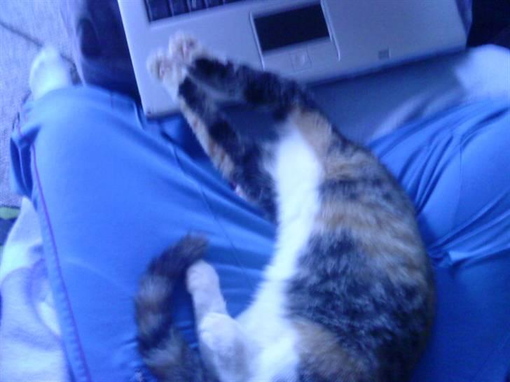 Blanding af racer Misser billede 12