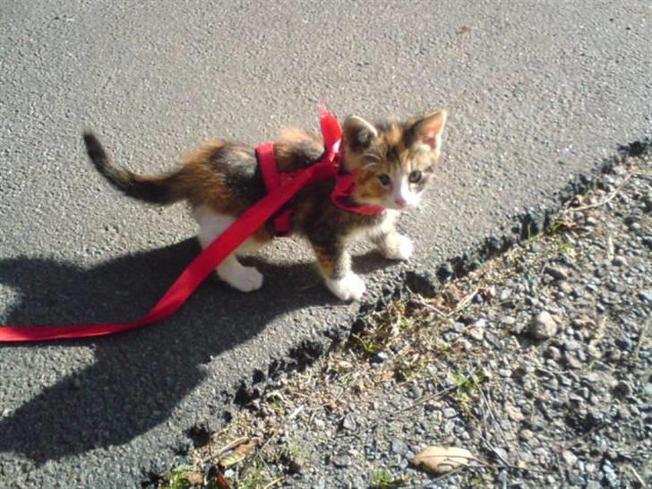 Blanding af racer Misser billede 13