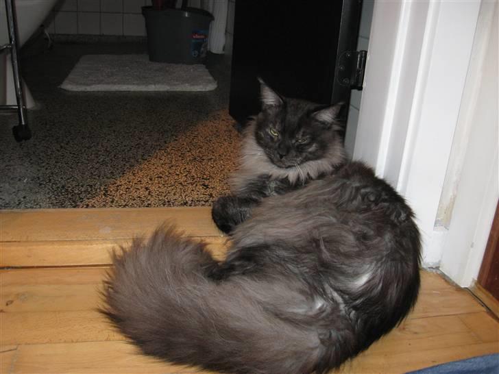 Maine Coon Toulouse billede 4