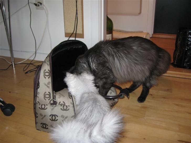 Maine Coon Toulouse billede 5