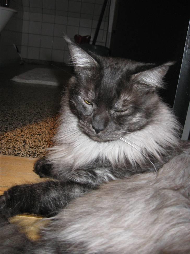 Maine Coon Toulouse billede 6