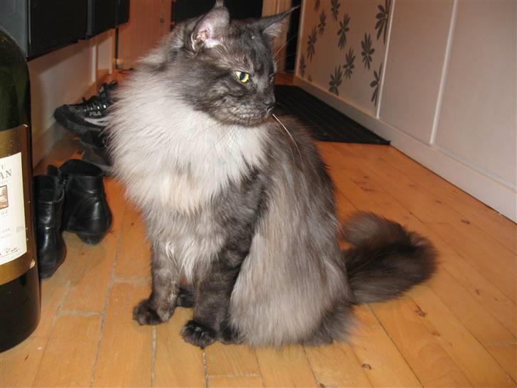 Maine Coon Toulouse billede 7