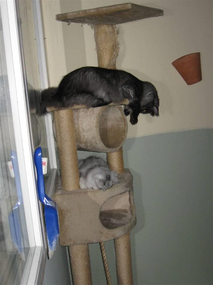 Maine Coon Toulouse - Kuk kuuk... billede 8