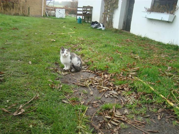 Huskat Medina billede 1