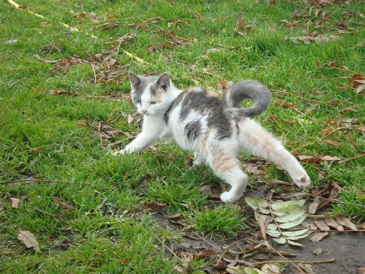 Huskat Medina billede 2