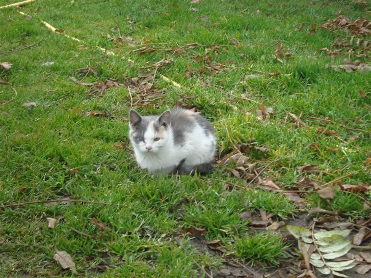 Huskat Medina billede 3