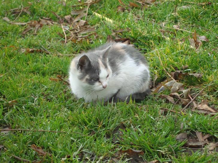 Huskat Medina billede 4