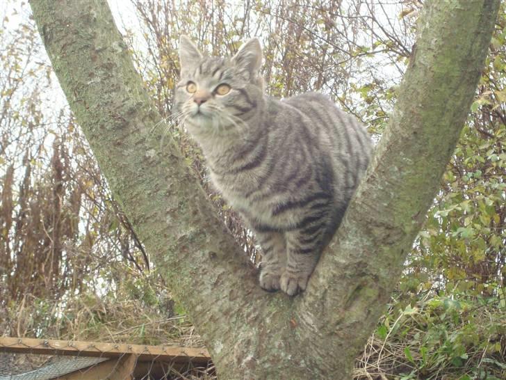 Blanding af racer Julle billede 3