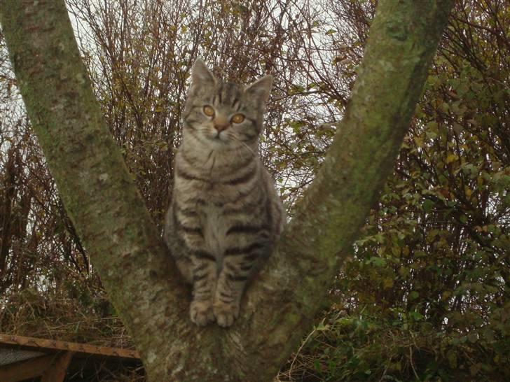 Blanding af racer Julle billede 4