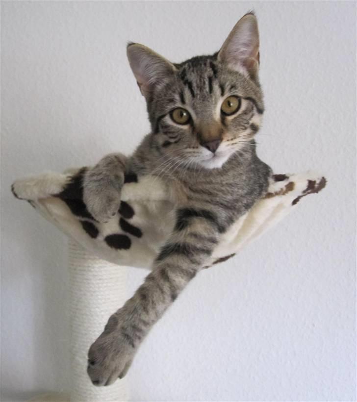 Huskat Felix billede 3