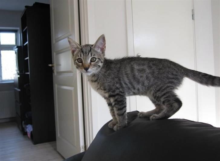 Huskat Felix billede 11