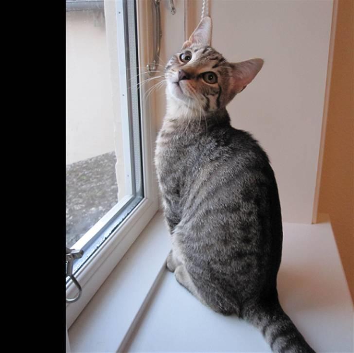 Huskat Felix billede 4