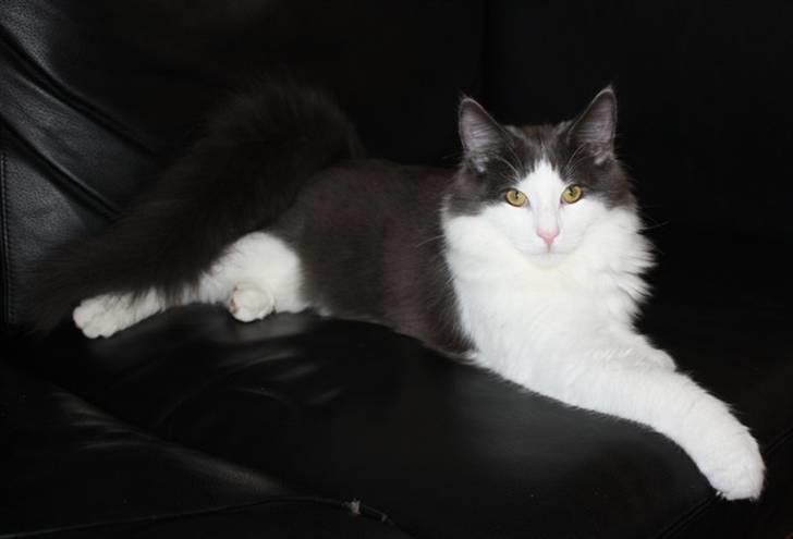 Norsk Skovkat Miss Ronski's Blue Baloo billede 11