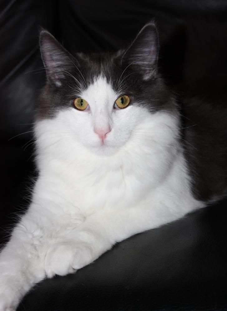 Norsk Skovkat Miss Ronski's Blue Baloo billede 12