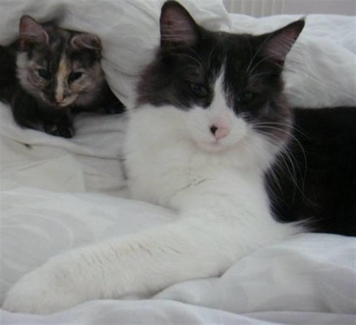 Norsk Skovkat Basse - Basse og hans søster som desværre døde i en tidlig alder af leversvigt billede 1