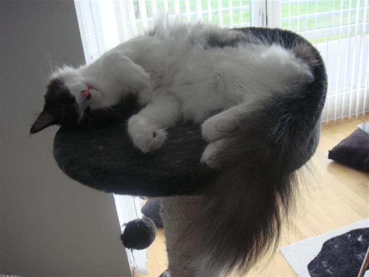 Norsk Skovkat Basse - Hans elskede "trone", hvor han ligger og sover tungt, og som han desværre blev for tung til, så den knækkede billede 2