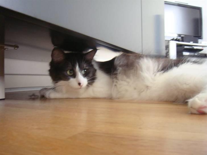 Norsk Skovkat Basse - Basse der ligger på lur billede 4