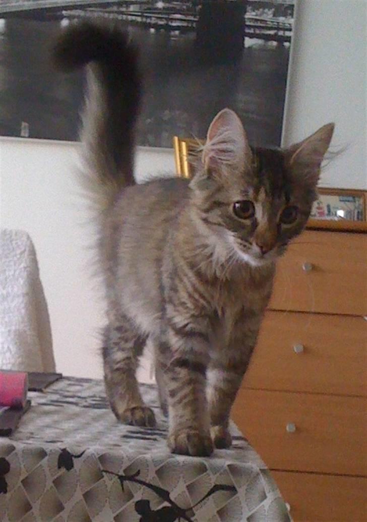 Maine Coon Cille billede 1