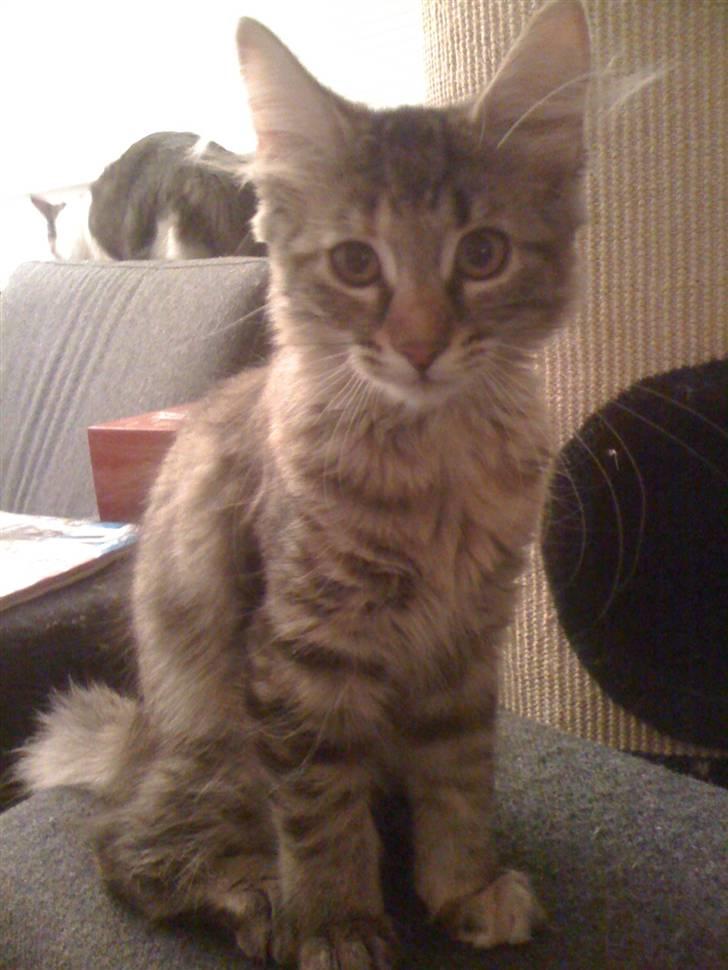 Maine Coon Cille billede 2