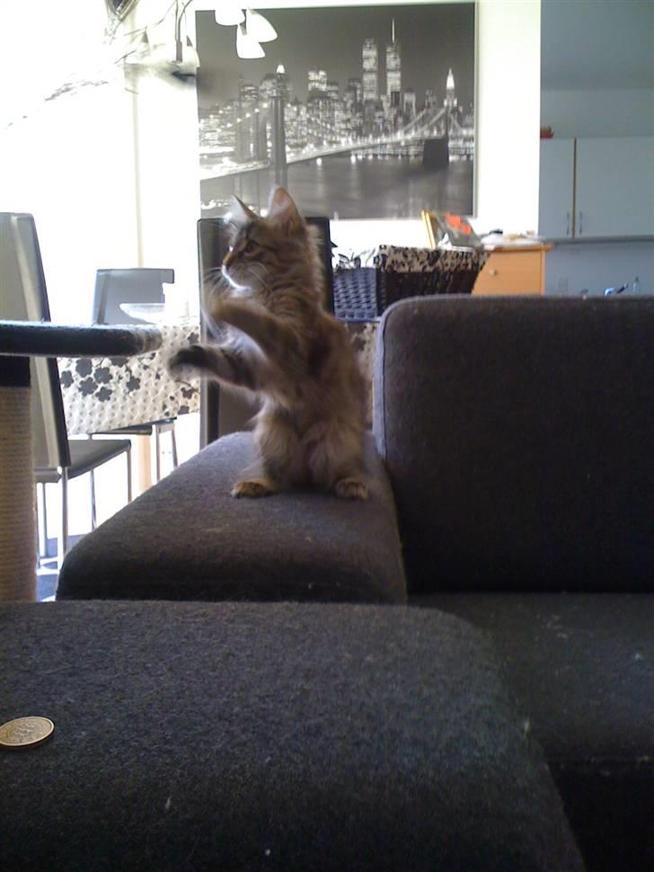 Maine Coon Cille billede 3