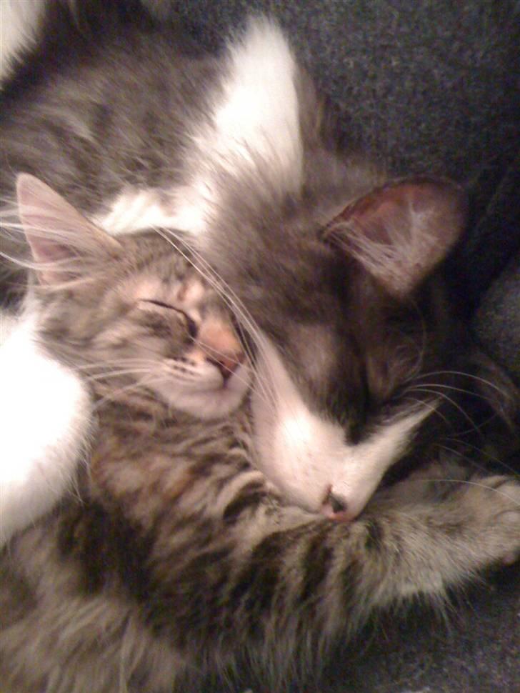 Maine Coon Cille billede 4