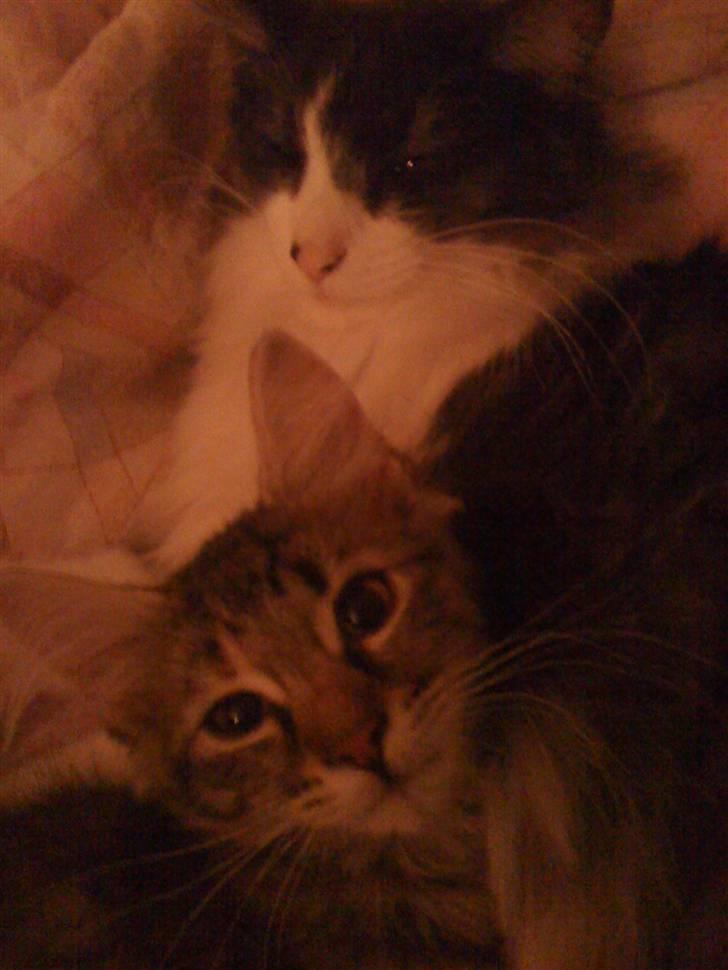 Maine Coon Cille billede 5