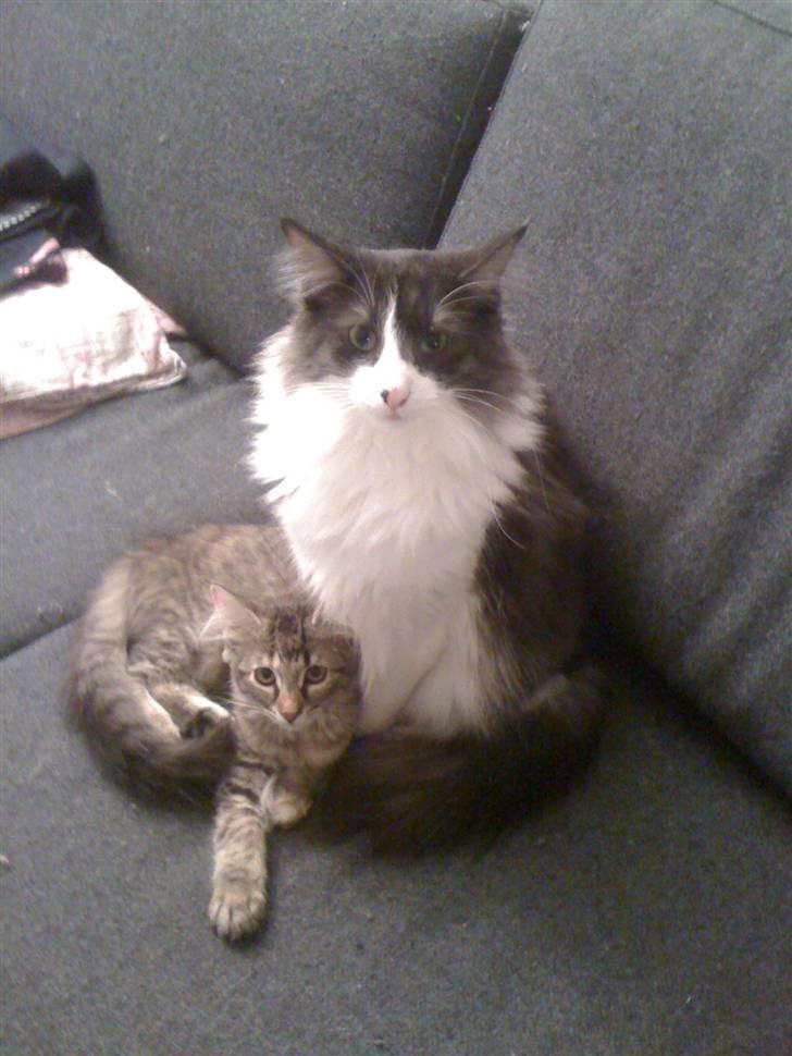 Norsk Skovkat Basse - Basse & Cille billede 5