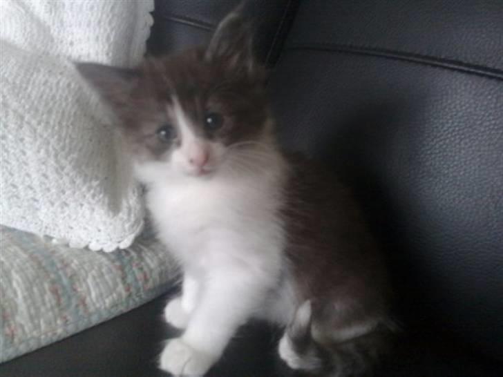 Norsk Skovkat Basse - Basse da han var lille, sød og uskyldig billede 6