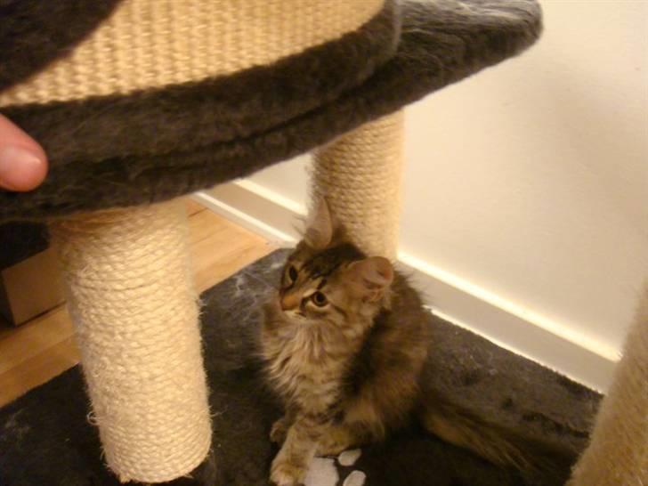 Maine Coon Cille - Vores først billed af Cille´mis billede 6