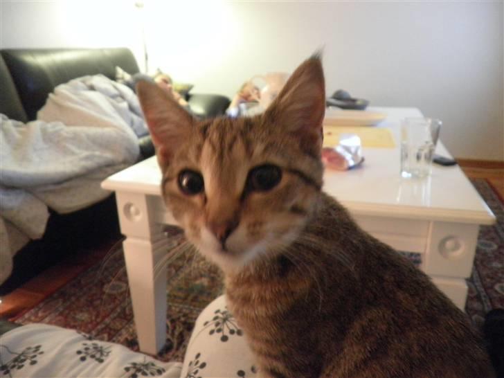 Huskat FredeBo's Mislinn - Halløj!!! xD billede 8