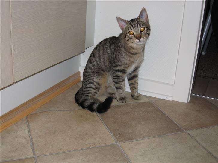 Huskat Felix billede 5